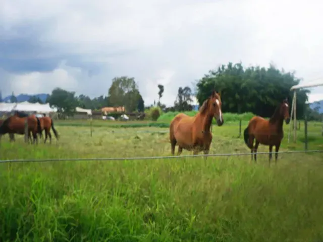 Lote en venta en El Porvenir, Rionegro, 20000 m² · foto 7 de 9