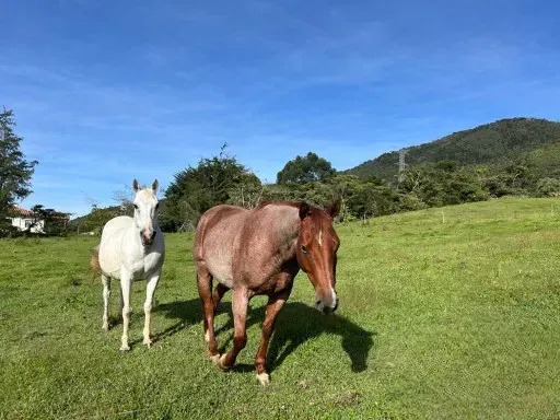 Lote en venta en Camargo, El Carmen de Viboral, 9000 m² · foto 2 de 9