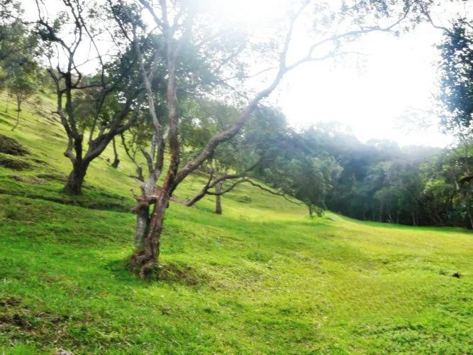 Lote en venta en Las Palmas, Envigado, 11600 m² · foto 2 de 10