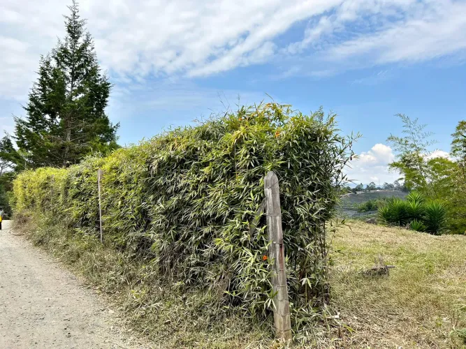 Lote en venta en Abreo, Rionegro, 7750 m² · foto 10 de 15