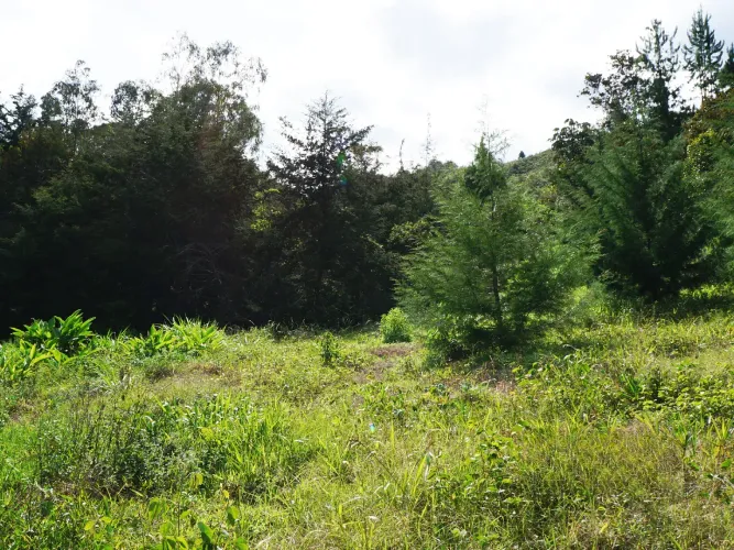 Lote en venta en La Ceja, 15000 m² · foto 3 de 13