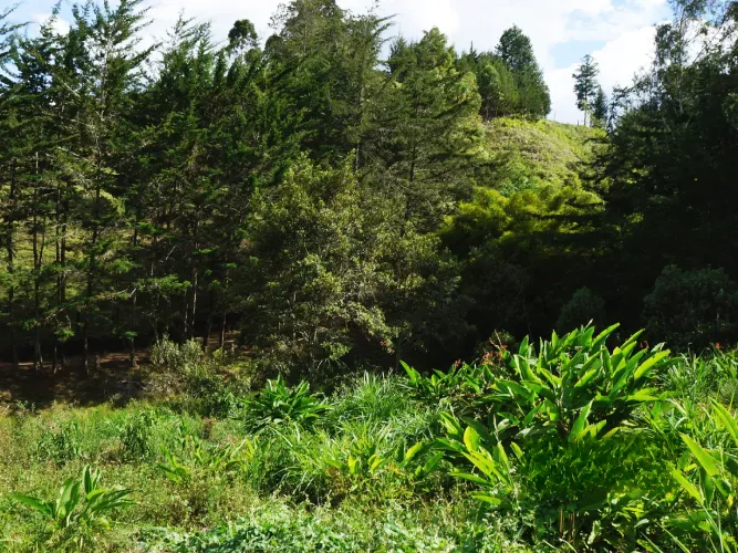 Lote en venta en La Ceja, 15000 m² · foto 7 de 13