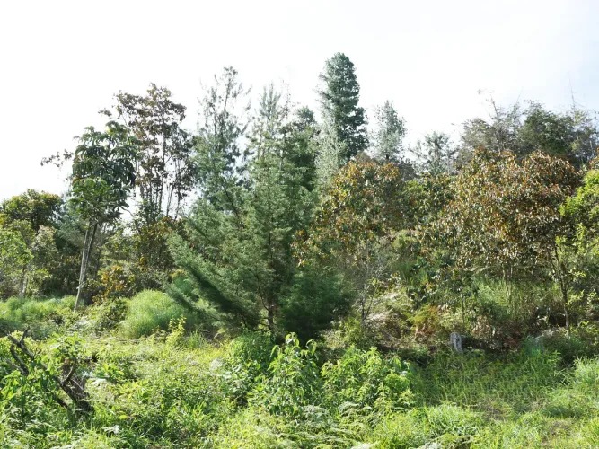 Lote en venta en La Ceja, 15000 m² · foto 8 de 13