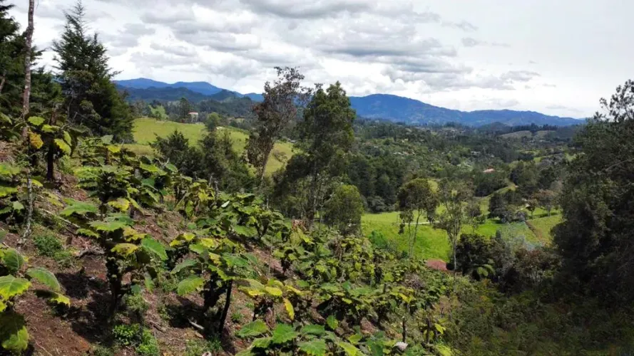 Lote en venta en Pontezuela, Rionegro, 32000 m² · foto 3 de 11