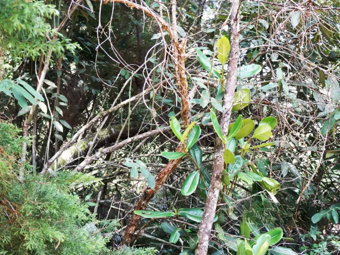 Lote en venta en El Molino, Guarne, 24095 m² · foto 5 de 11