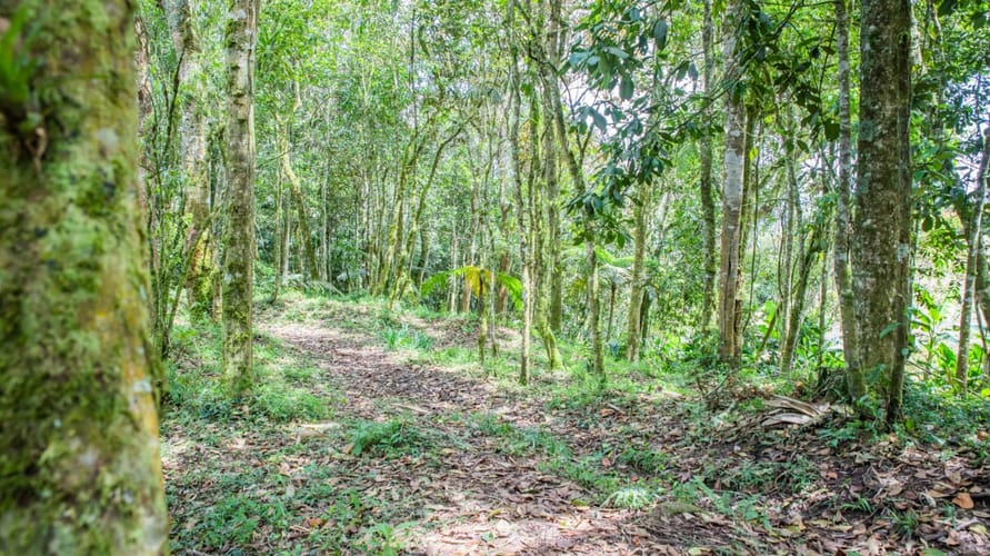 Finca en venta en El Carmen De Viboral, El Carmen de Viboral, 250 m² · foto 17 de 19