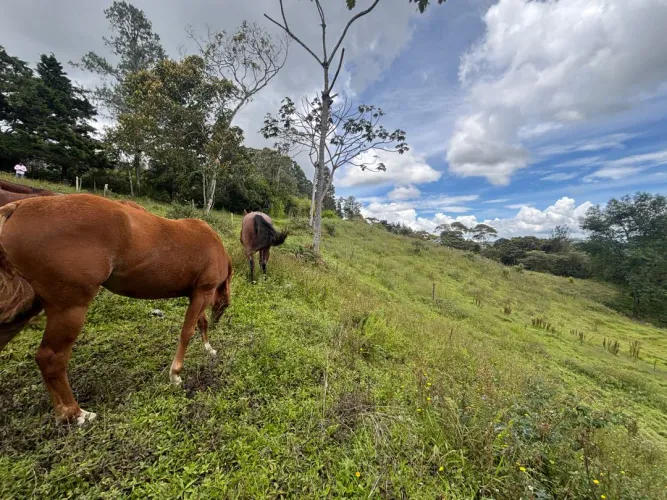 Lote en venta en Guayabito, Rionegro, 25000 m² · foto 2 de 20