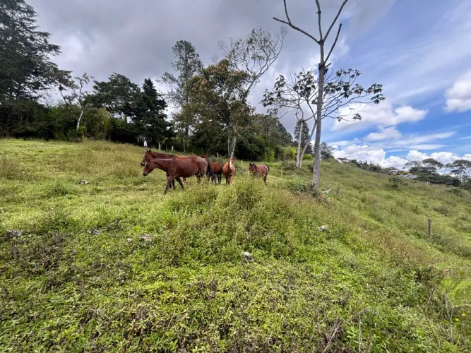 Lote en venta en Guayabito, Rionegro, 25000 m² · foto 8 de 20