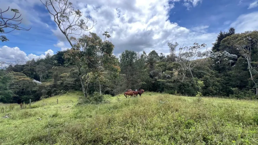 Lote en venta en Guayabito, Rionegro, 25000 m² · foto 11 de 20