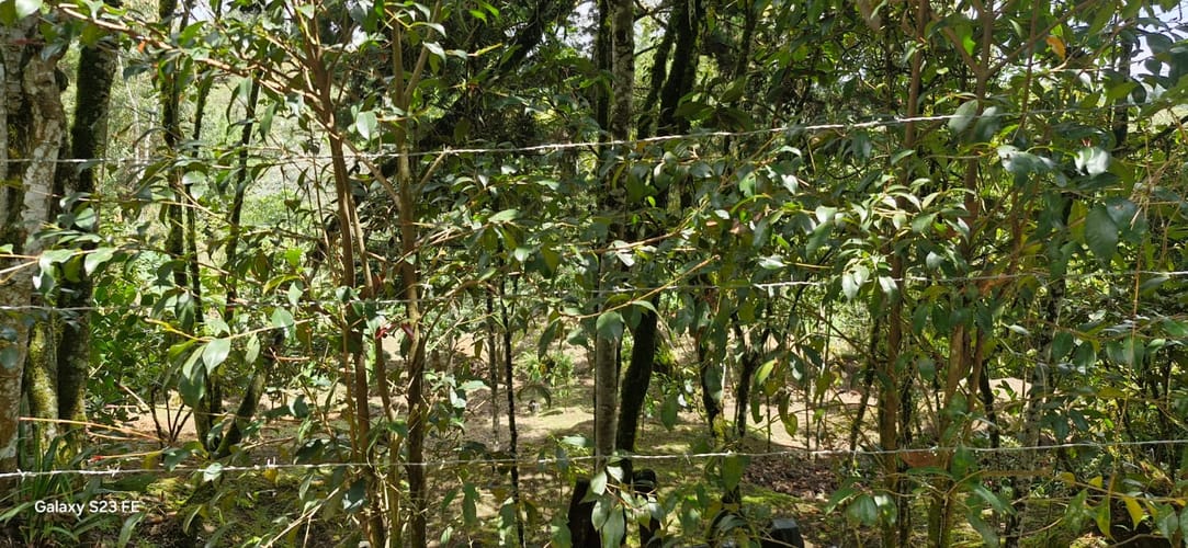 Lote en venta en El Porvenir, Rionegro, 4495 m² · foto 10 de 16