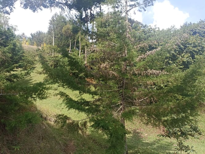 Lote en venta en Santa Barbara, Rionegro, 40387 m² · foto 15 de 19