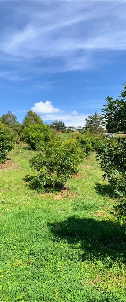 Lote en venta en El Tablazo, Rionegro, 12830 m² · foto 8 de 12