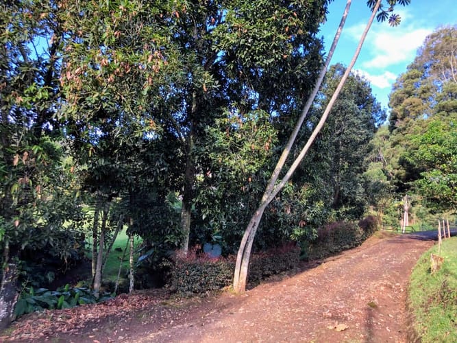 Finca en venta en Guamito, La Ceja, 14650 m² · foto 3 de 24