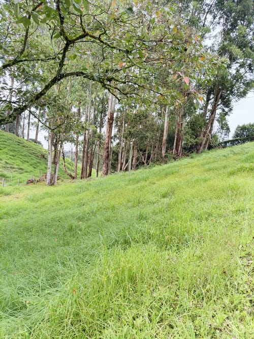 Lote en venta en El Carmen De Viboral, El Carmen de Viboral, 2500 m² · foto 7 de 8