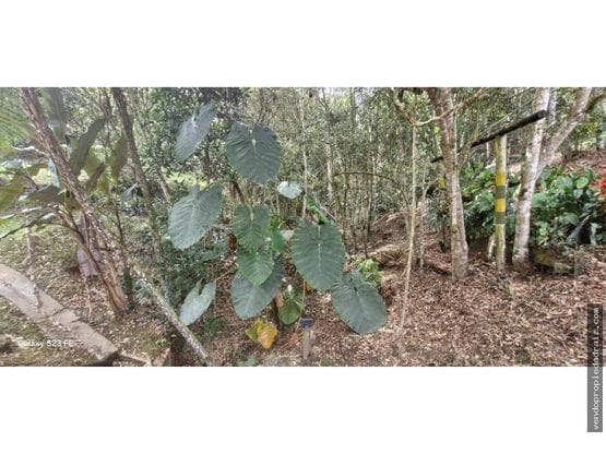 Finca en venta en El Carmen De Viboral, El Carmen de Viboral, 300 m² · foto 20 de 24