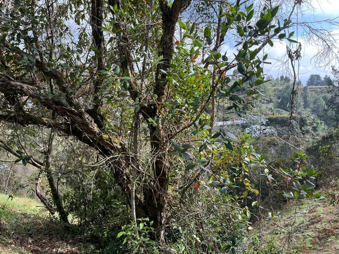 Lote en venta en El Porvenir, Rionegro, 51180 m² · foto 5 de 18