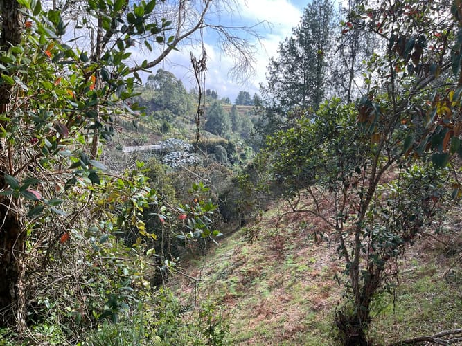 Lote en venta en El Porvenir, Rionegro, 51180 m² · foto 7 de 18