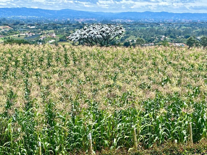 Lote en venta en Campo Alegre, El Carmen de Viboral, 4113 m² · foto 2 de 5