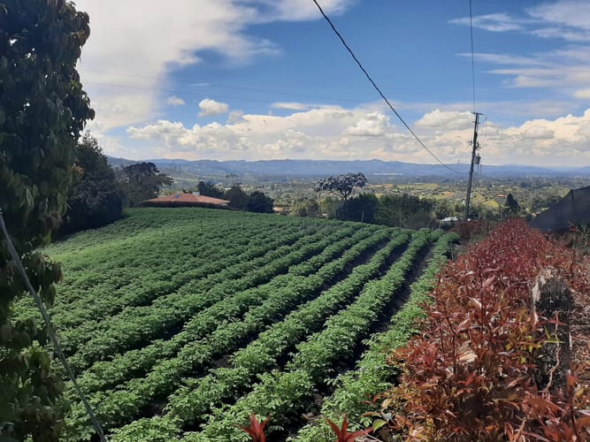 Lote en venta en Campo Alegre, El Carmen de Viboral, 4113 m² · foto 4 de 5