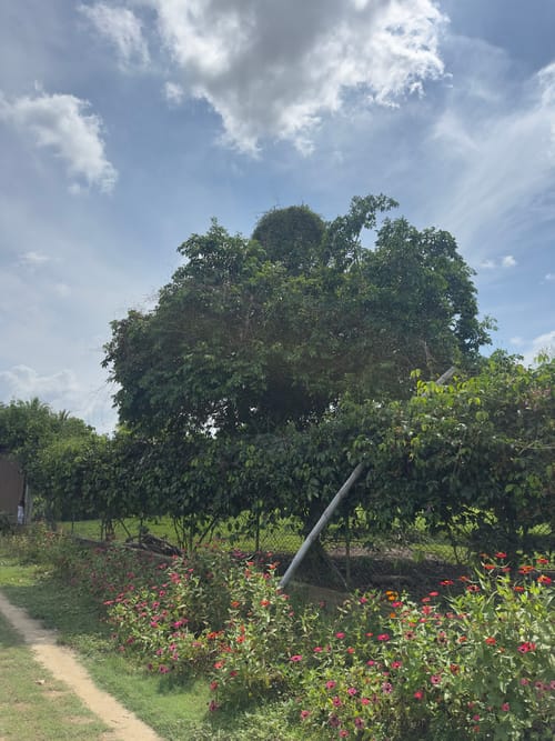 Lote en venta en La Ceiba, Montería, 2000 m² · foto 6 de 8