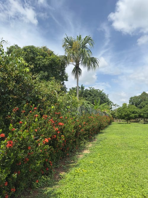 Lote en venta en La Ceiba, Montería, 2000 m² · foto 7 de 8