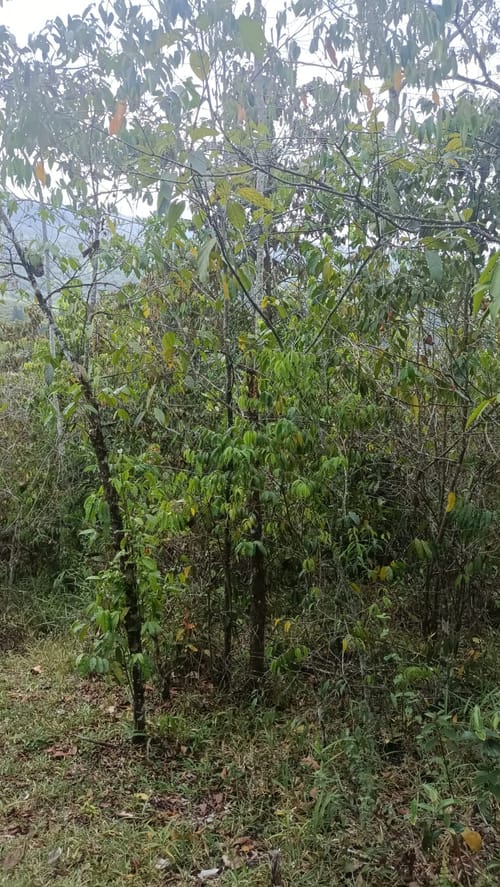 Lote en venta en La Buitrera, Cali · foto 3 de 24