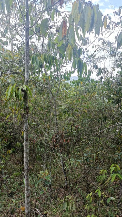 Lote en venta en La Buitrera, Cali · foto 4 de 24