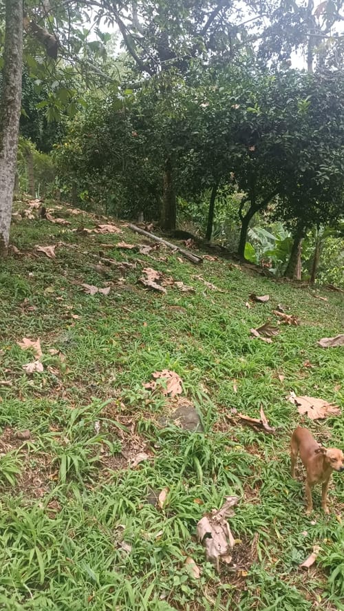 Lote en venta en La Buitrera, Cali · foto 8 de 24