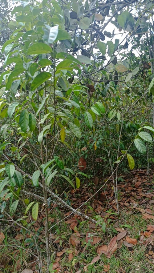 Lote en venta en La Buitrera, Cali · foto 13 de 24