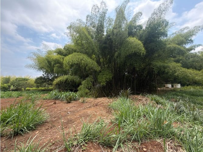 Lote en venta en Alfaguara, Jamundí, 7100 m² · foto 14 de 24