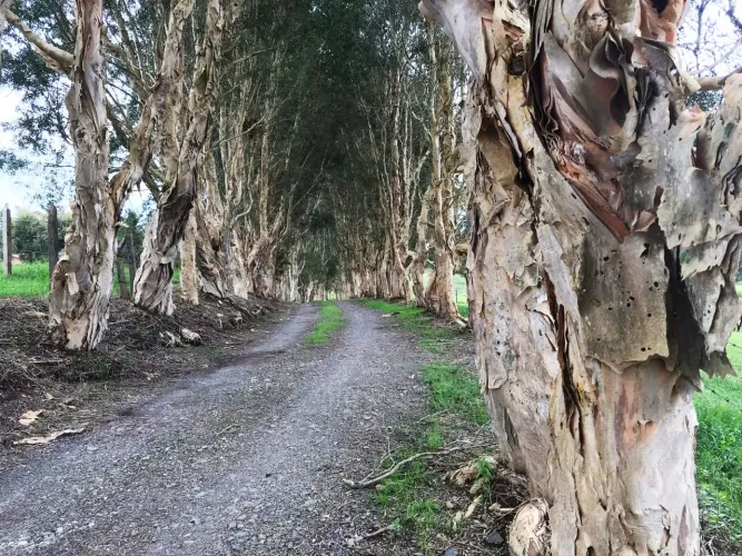 Finca en venta en Tablacito, Rionegro, 55000 m² · foto 6 de 19