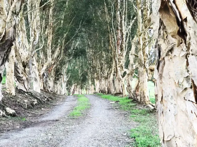 Finca en venta en Tablacito, Rionegro, 55000 m² · foto 13 de 19