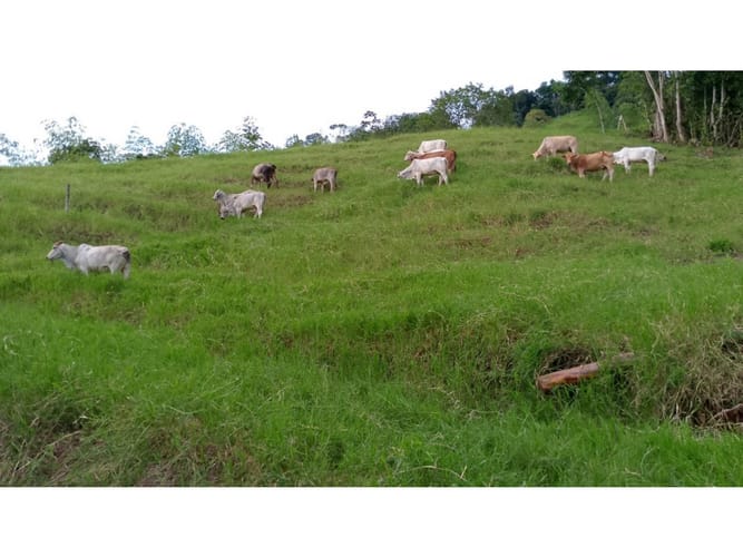 Finca en venta en Combia, Pereira, 50000 m² · foto 2 de 14