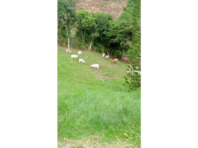 Finca en venta en Combia, Pereira, 50000 m² · foto 3 de 14