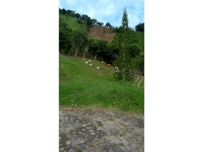 Finca en venta en Combia, Pereira, 50000 m² · foto 4 de 14