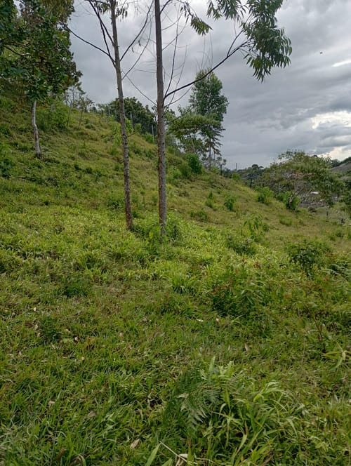 Lote en venta en Camargo, El Carmen de Viboral, 3333 m² · foto 2 de 19