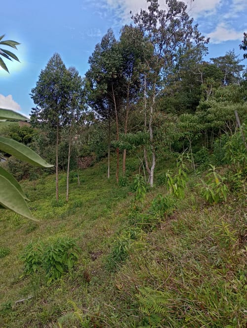 Lote en venta en Camargo, El Carmen de Viboral, 3333 m² · foto 3 de 19