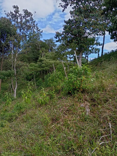 Lote en venta en Camargo, El Carmen de Viboral, 3333 m² · foto 5 de 19