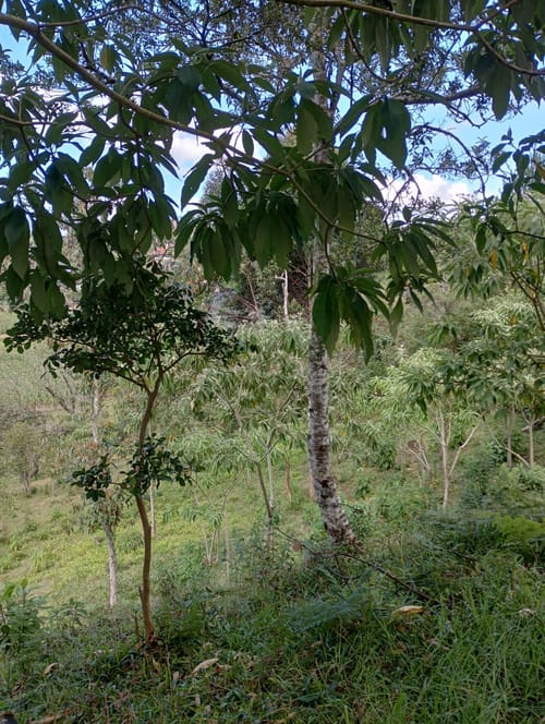 Lote en venta en Camargo, El Carmen de Viboral, 3333 m² · foto 7 de 19