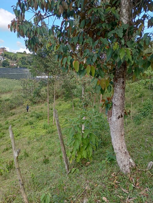 Lote en venta en Camargo, El Carmen de Viboral, 3333 m² · foto 10 de 19