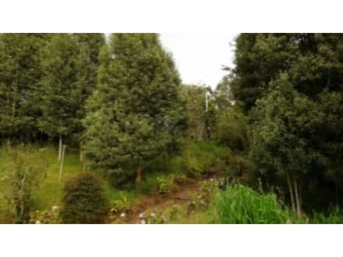Lote en venta en San Rafael, La Calera, 207 m² · foto 10 de 10