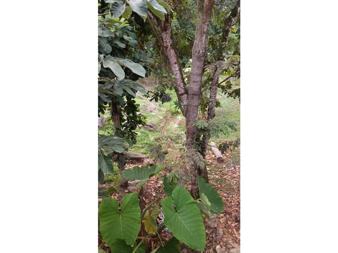 Lote en venta en Cerro Azul Del Vergel, Ibagué, 98 m² · foto 12 de 13