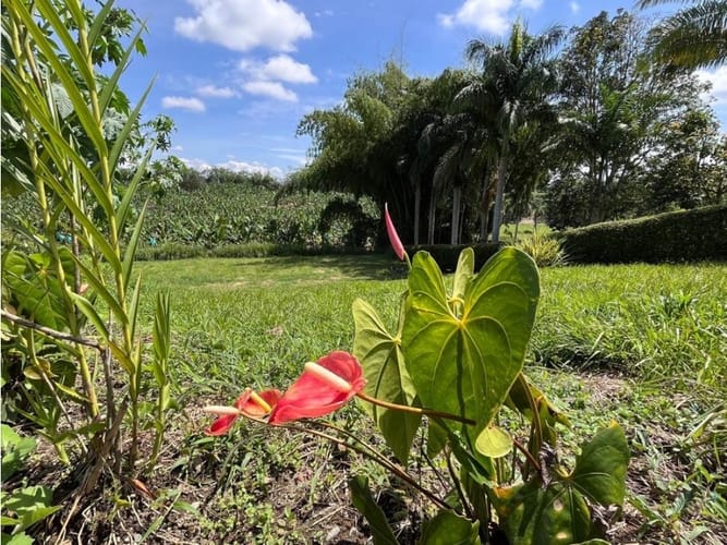 Lote en venta en Armenia, 3050 m² · foto 6 de 21