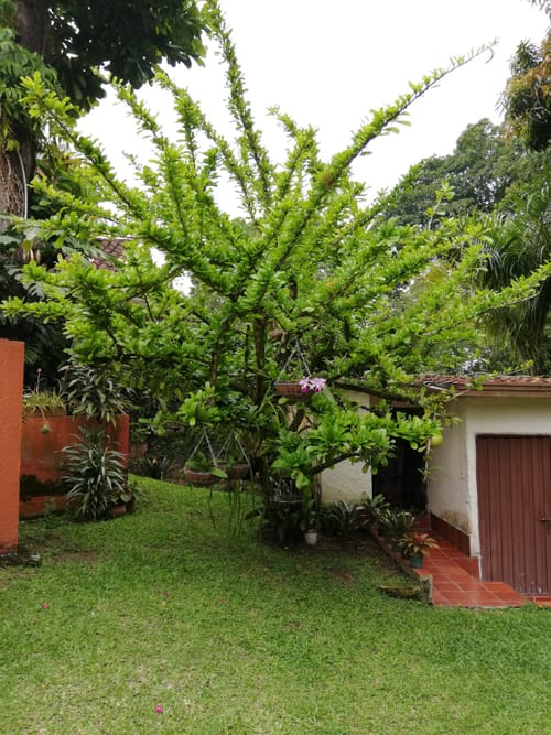 Casa de 4 alcobas en venta en La Españolita, Piedecuesta, 1800 m² · foto 14 de 24