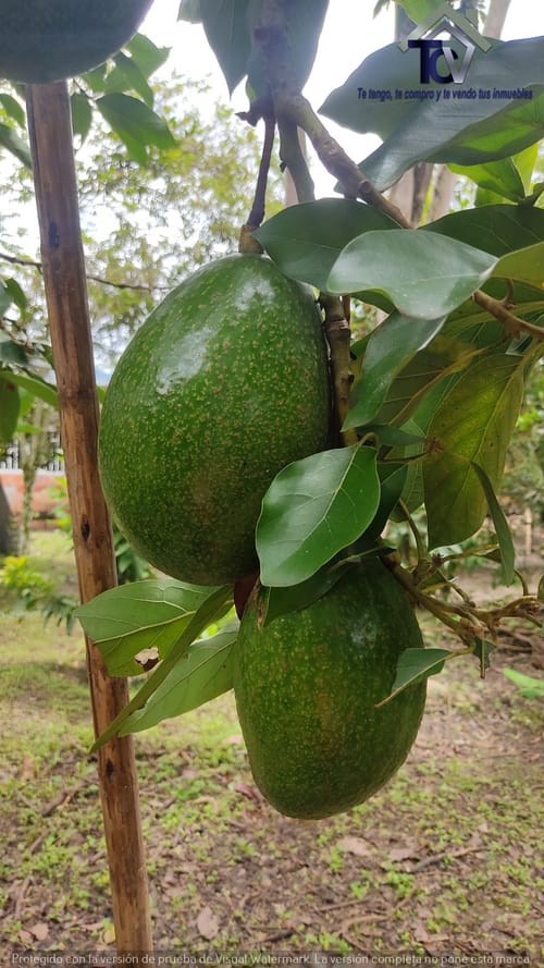 Finca en venta en Rionegro · foto 12 de 22