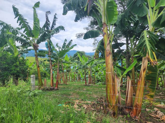 Finca en venta en Armenia, 462 m² · foto 10 de 23