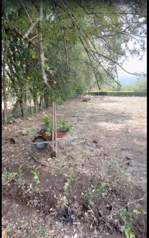 Lote en venta en Porerito, Jamundí, 7000 m² · foto 6 de 10