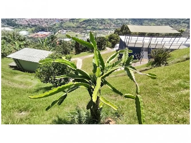 Finca en venta en Loma De Los Ochoa, Manizales, 120 m² · foto 22 de 24