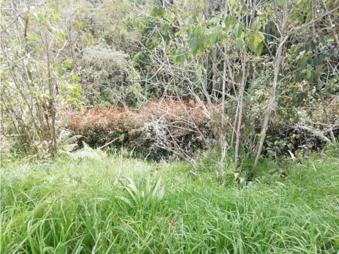 Lote en venta en Pantanillo, Envigado, 10000 m² · foto 5 de 17