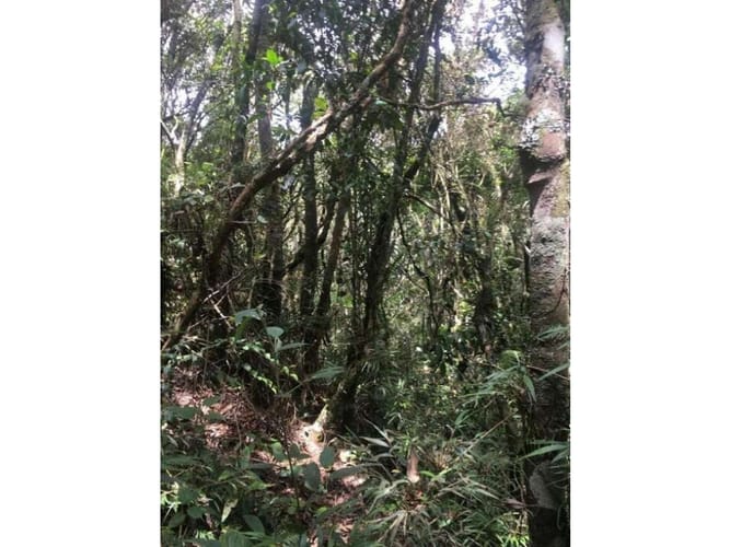 Lote en venta en Pantanillo, Envigado, 10000 m² · foto 6 de 17